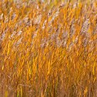 autumn colours