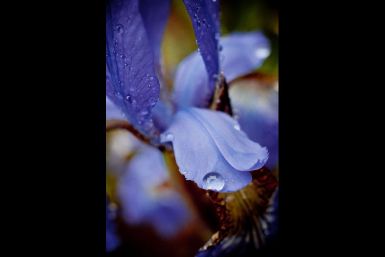 Iris #1