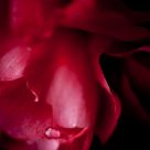 The Tear