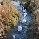 Swan Patrol