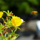 Bee