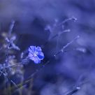 lost in a blue daze