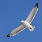 California Gull