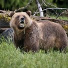 Female Coastal Grizzly eating Sedge Grass
