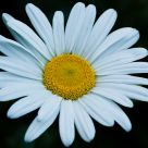 Night Daisy
