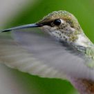 Hummingbird 