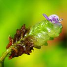 A Tiny Flower