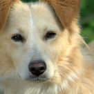 The watch-dog
