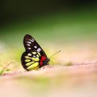 Delias pasithoe