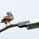 european buzzard