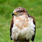 buzzard