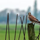 kestrel