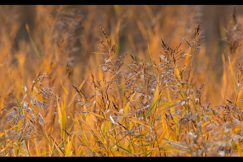 reed in autumn