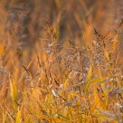 reed in autumn