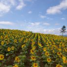 Sunflower Field