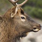 Portrait of an Elk