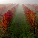 Lambrusco e nebbia