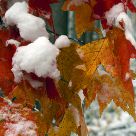Fall Colors
