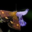 Mint moth