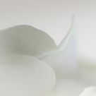 White petals