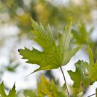 Autumn Green
