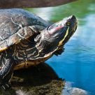 Galapago