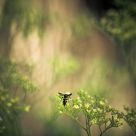Ethereal Bee