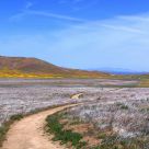 Poppy Reserve