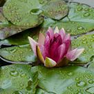 Water Lilly