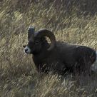 Ram at Rest