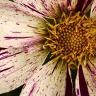 Dahlia