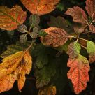 A Summary of Autumn Colours