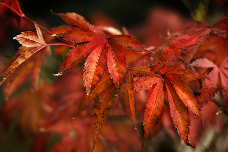 Acer in Autumn
