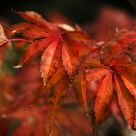 Acer in Autumn