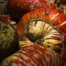Pumpkins