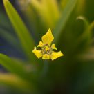 dreaming yellow iris
