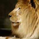 King Leo