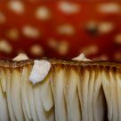 Amanita muscaria
