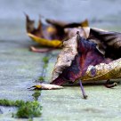 autumn leaves