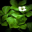 Hope Springs Eternal