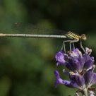 Damselfly