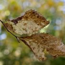 Autumn Gold