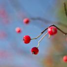Blue Sky Berries