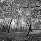 The Path