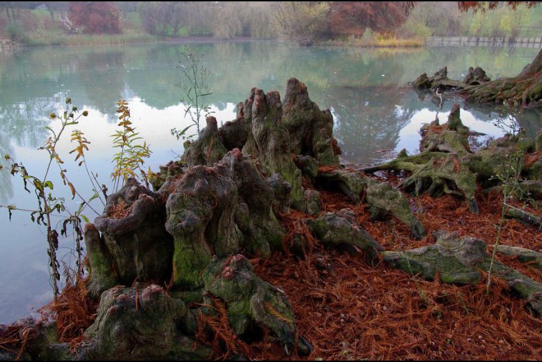 roots