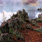 roots