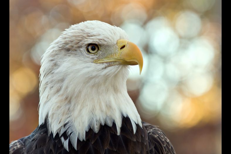 Haliaeetus leucocephalus