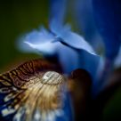 Iris #2