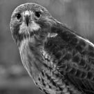 Buteo jamaicensis
