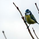 blue tit